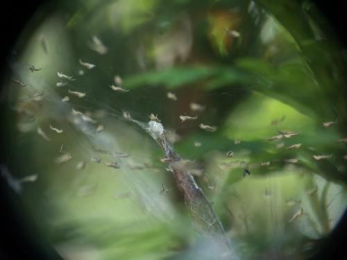 Uloborus walckenaerius